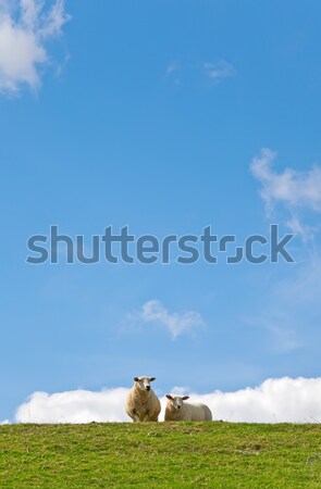 Sheep Stock photo © Kirschner