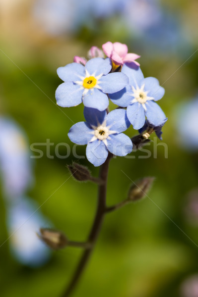 Forget-me-not Stock photo © Kirschner