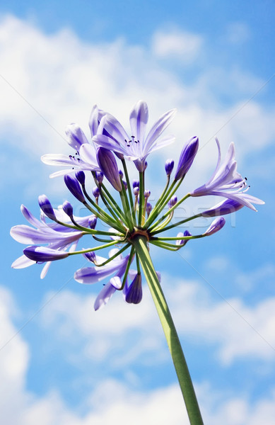 紫色 ユリ 画像 マクロ 空 花 ストックフォト © Kirschner