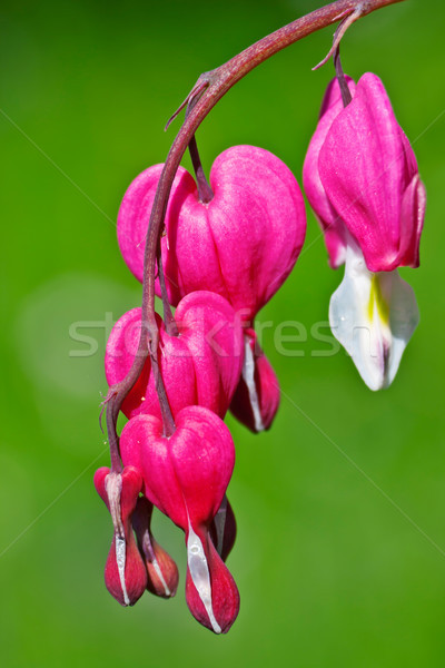 Krwawienie serca obraz makro kwiat piękna Zdjęcia stock © Kirschner