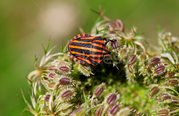 Stockfoto: Gestreept · bug · afbeelding · plant · achtergrond · oranje