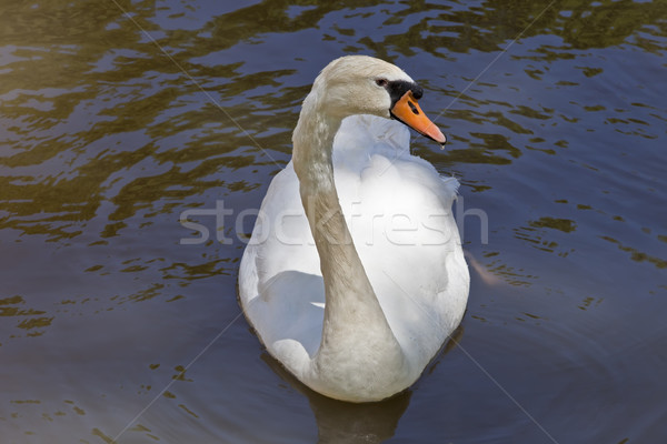 Stock photo: White Swan