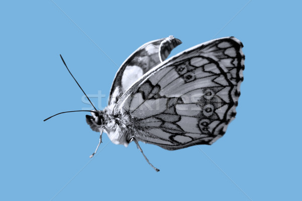 蝶 画像 孤立した 自然 背景 青 ストックフォト © Kirschner