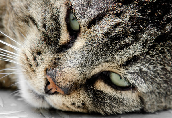 Stock photo: Cat Face