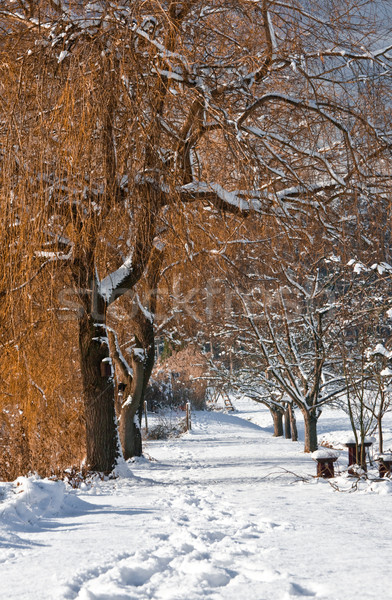 Way in Winter Stock photo © Kirschner
