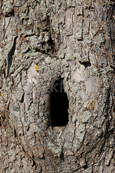 Trunk with hole Stock photo © Kirschner