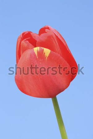 Rot Tulpe Bild isoliert Hintergrund Pflanzen Stock foto © Kirschner
