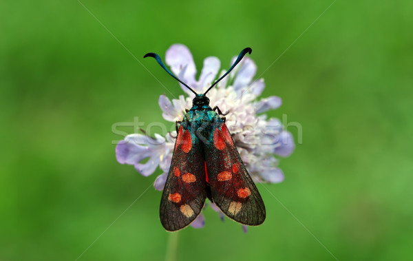Burnet Moth Stock photo © Kirschner