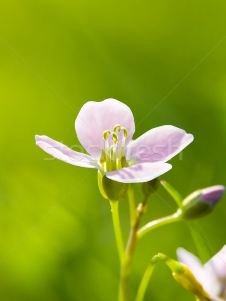 Cuco flor imagem macro natureza jardim Foto stock © Kirschner