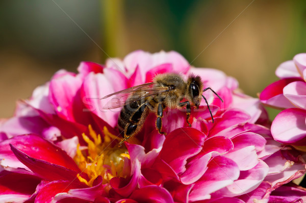Bee Stock photo © Kirschner