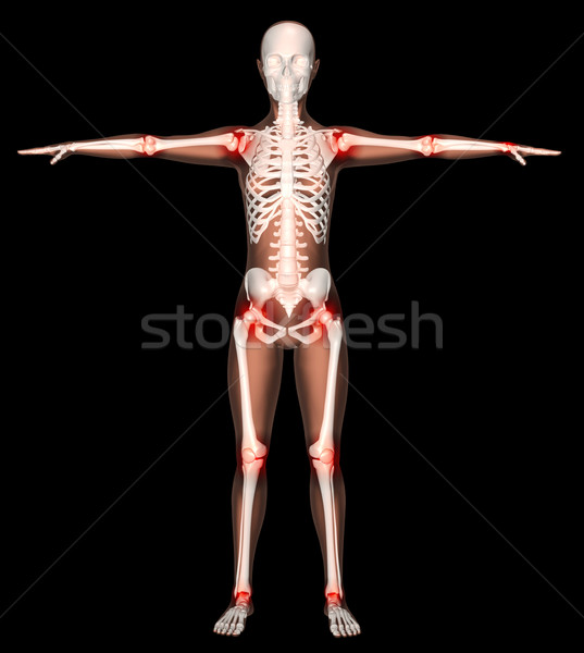 Stock photo: Female skeleton with joints highlighted