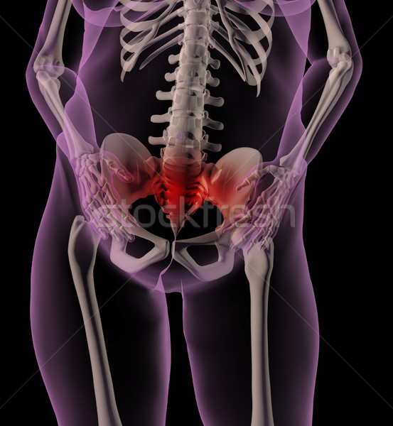 Kobiet medycznych szkielet ból brzucha 3d wnętrza Zdjęcia stock © kjpargeter