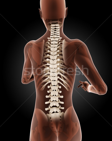 Female medical skeleton Stock photo © kjpargeter