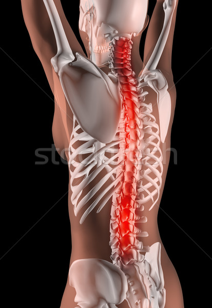 Vrouwelijke skelet wervelkolom 3d render medische meisje Stockfoto © kjpargeter