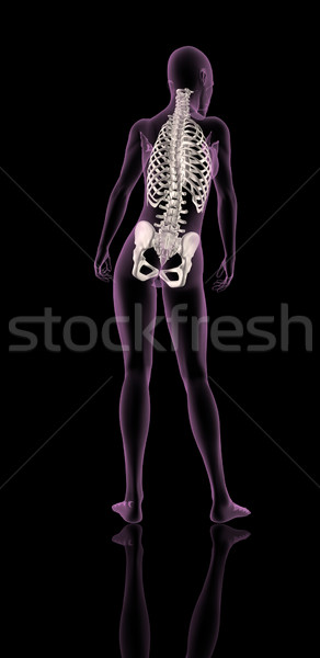 Női orvosi csontváz mutat gerincoszlop csípő Stock fotó © kjpargeter