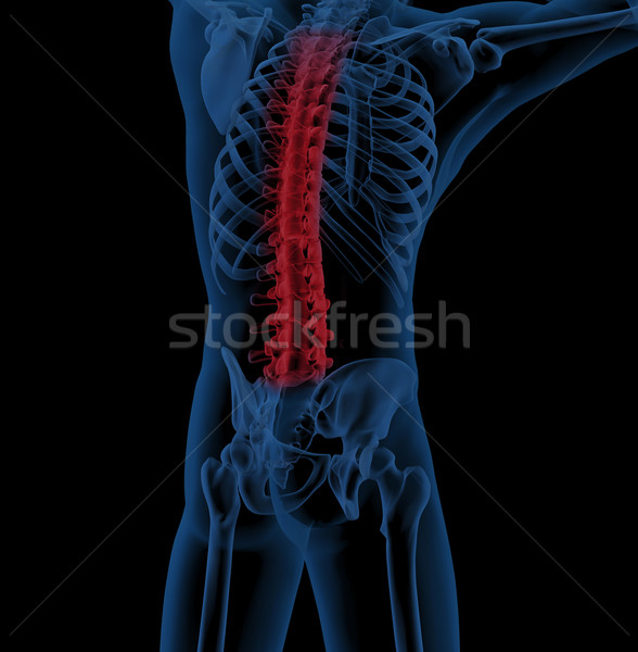 Male skeleton with spine highlighted Stock photo © kjpargeter