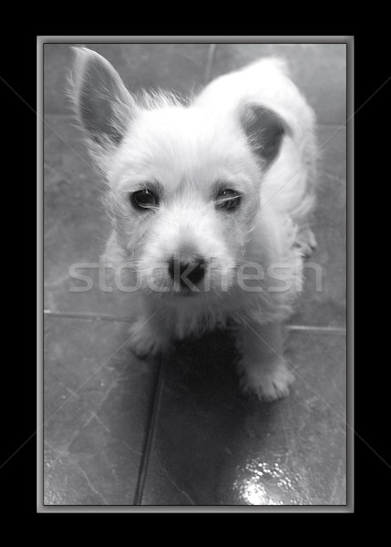 Tanımlama köpek hayvan köpek yavrusu kürk Stok fotoğraf © kjpargeter