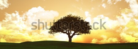 Szélesvásznú naplemente fa tájkép 3d render Stock fotó © kjpargeter