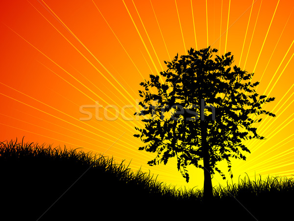 Tree at sunset Stock photo © kjpargeter