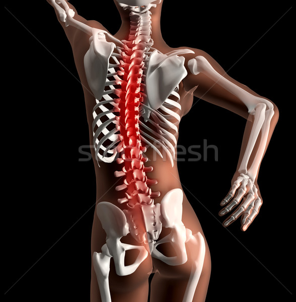 Female medical skeleton with spine highlighted Stock photo © kjpargeter