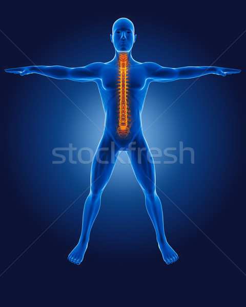 Stockfoto: 3D · medische · man · skelet · wervelkolom · persoon