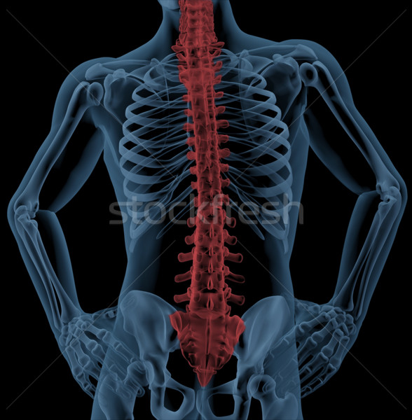 Spine of a medical skeleton Stock photo © kjpargeter