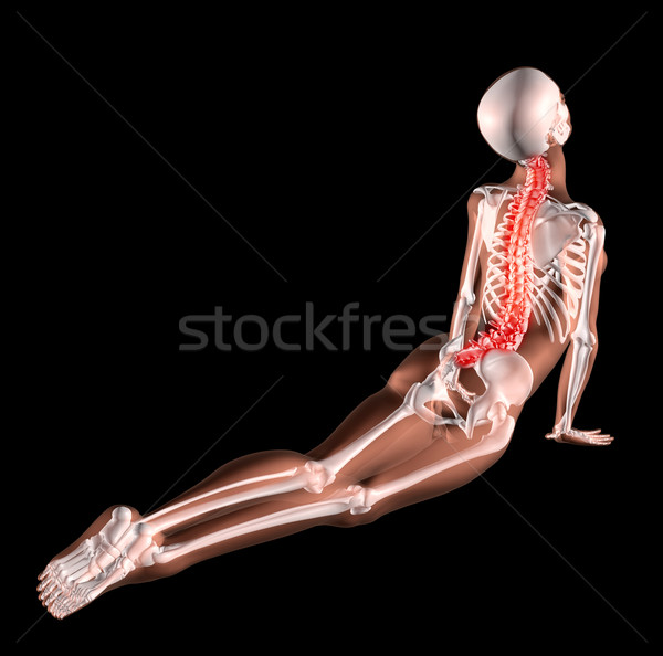 Weiblichen Skelett Dehnung zurück 3d render medizinischen Stock foto © kjpargeter