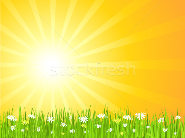 Zdjęcia stock: Lata · scena · słoneczny · niebo · stokrotki · trawy