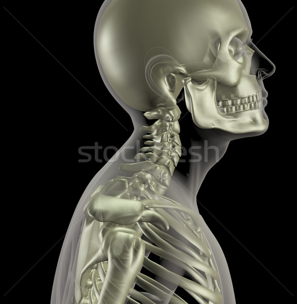 男 骨架 關閉 頸部 骨頭 三維渲染 商業照片 © kjpargeter