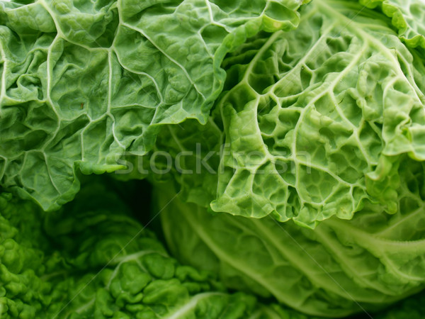Savoy cabbage Stock photo © kjpargeter