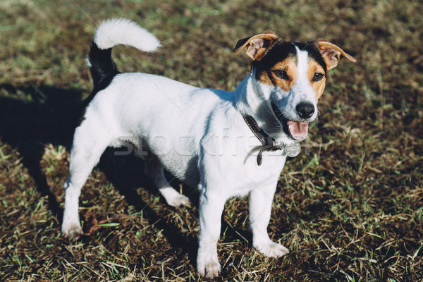 Jack russell terrier volwassen mannelijke permanente gras tuin Stockfoto © kkolosov