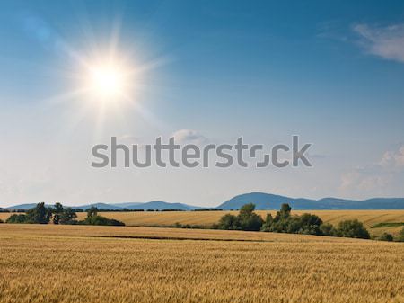 Buğday arazi gökyüzü güneş ışık turuncu Stok fotoğraf © klagyivik