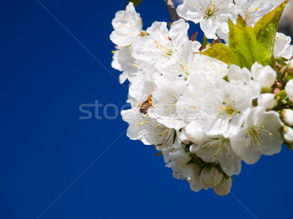 Kiraz çiçek arı çiçekler ağaç doğa Stok fotoğraf © klagyivik