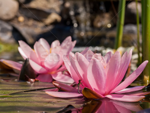 水 ユリ 自然 光 葉 庭園 ストックフォト © klagyivik