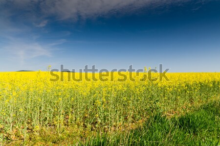 ground rape Stock photo © klagyivik