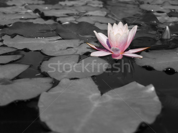 Güzel su zambak çiçek bahar doğa Stok fotoğraf © klagyivik