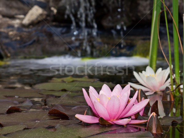 water lily Stock photo © klagyivik