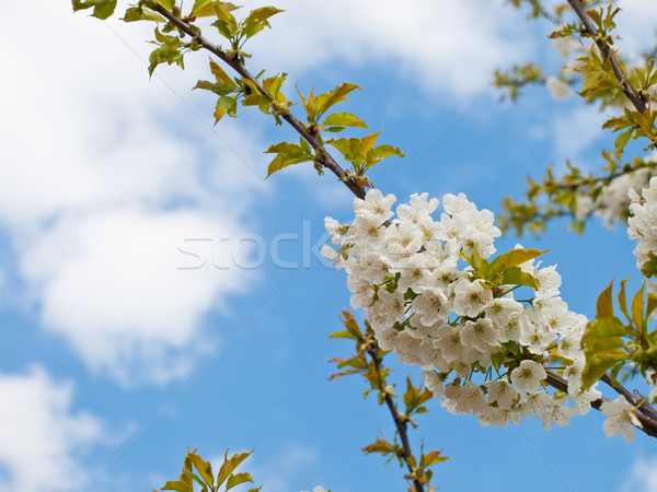 Kiraz çiçeği kiraz çiçek ağaç çim manzara Stok fotoğraf © klagyivik