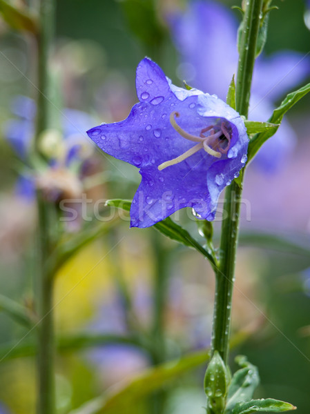bluebell Stock photo © klagyivik