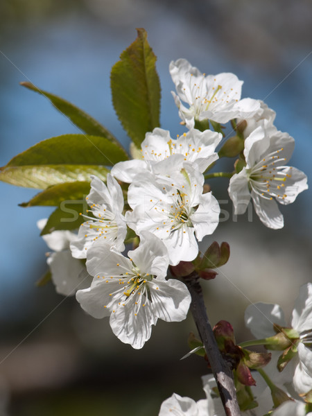 Kiraz çiçek çiçekler ağaç doğa arka plan Stok fotoğraf © klagyivik