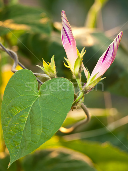 Stockfoto: Ochtend · glorie · bloem · voorjaar · natuur · groene