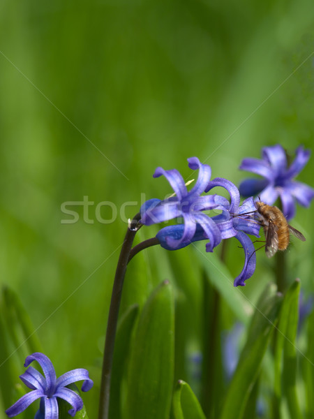 Sümbül çiçek yaz hayat renk bitkiler Stok fotoğraf © klagyivik
