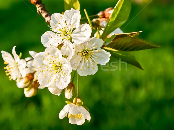 Kiraz çiçek ağaç çim manzara arka plan Stok fotoğraf © klagyivik