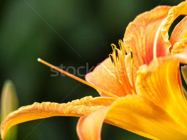 beautiful lily Stock photo © klagyivik