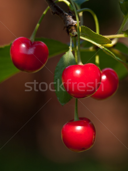 Piros cseresznye víz friss egészséges űrlap Stock fotó © klagyivik