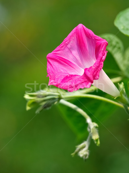 Manana gloria flor cámara digital primavera verde Foto stock © klagyivik