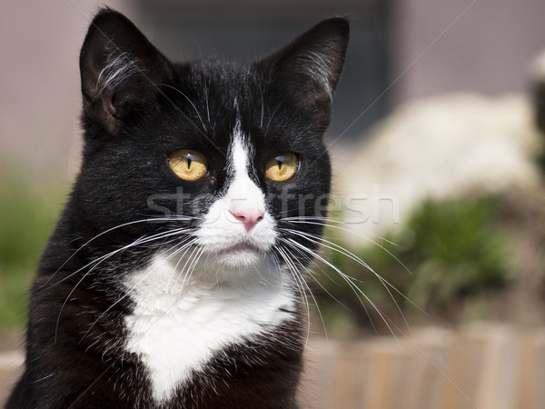 黒猫 ストックフォト © klagyivik