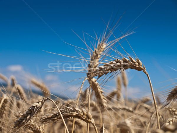 Buğday arazi gökyüzü güneş doğa ışık Stok fotoğraf © klagyivik
