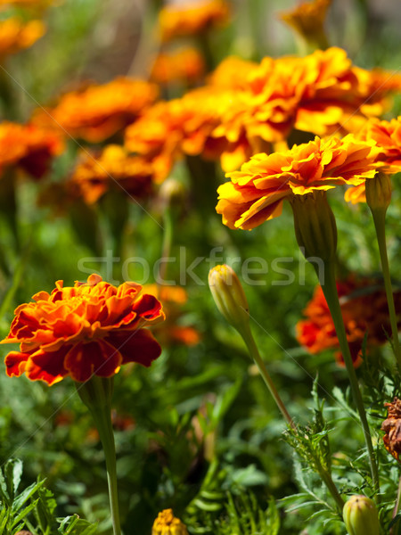 çiçek bahar bahçe yaz turuncu renk Stok fotoğraf © klagyivik