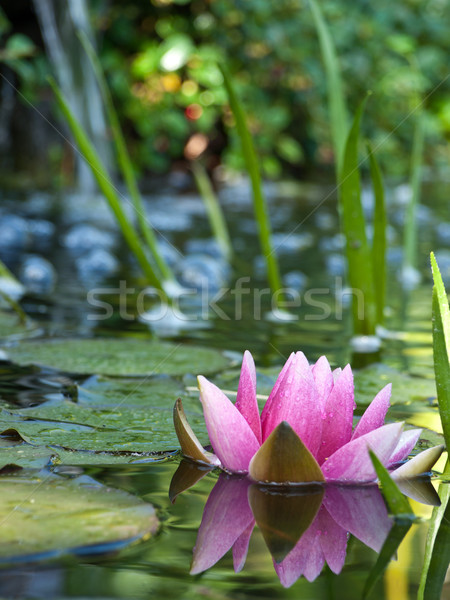 Su zambak çiçek bahar doğa ışık Stok fotoğraf © klagyivik